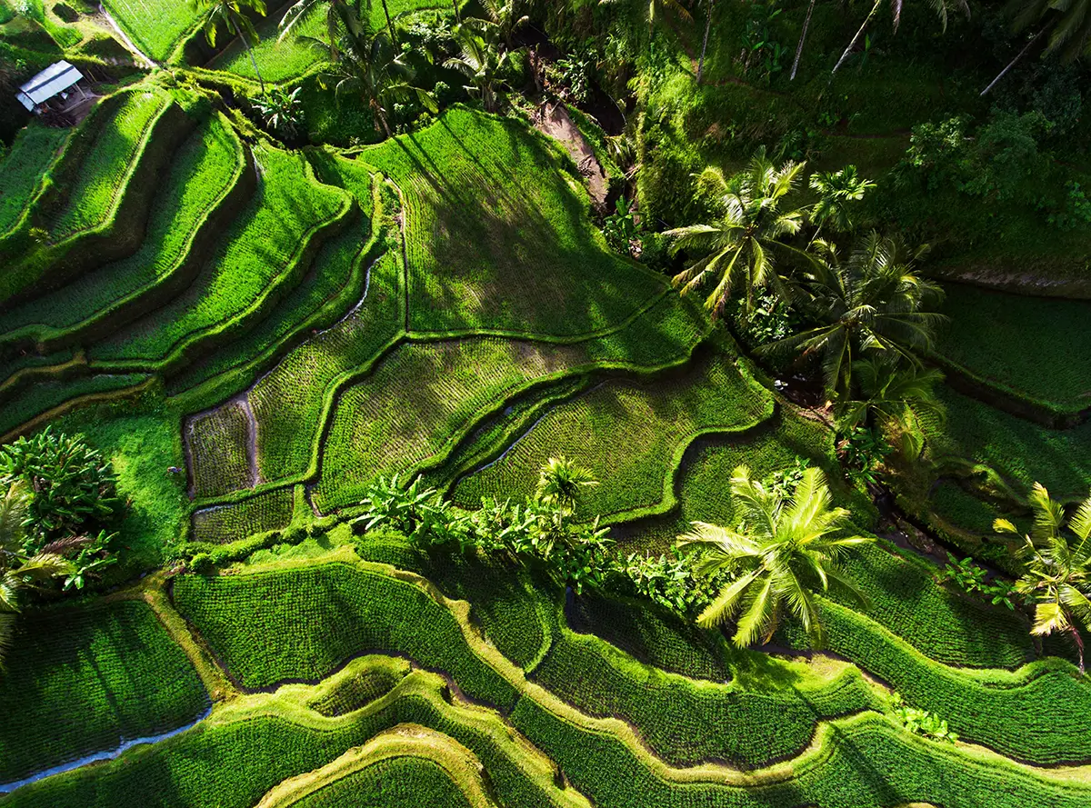 SOS Party Offsite sightseeing Bali and the Nusa Islands Tegallalang Rice Terraces, Ubud