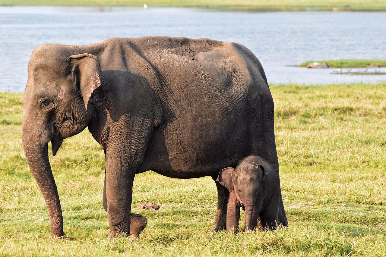 SOS Party Offsite sightseeing Cultural Triangle Minneriya National Park Elephant Safari
