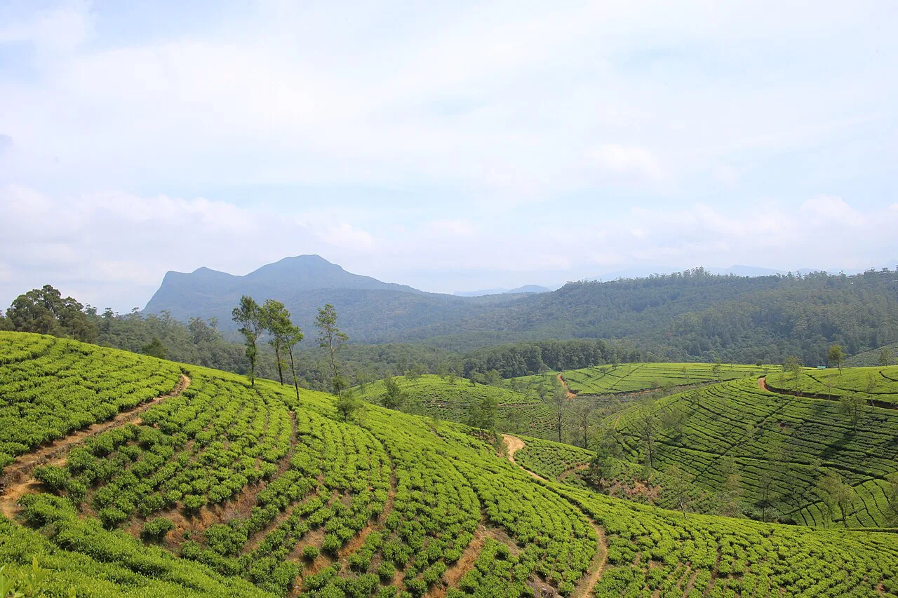 SOS Party Offsite sightseeing Kandy and the Hill Country Nuwara Eliya Tea Estates