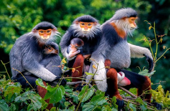 SOS Party Offsite sightseeing Da Nang Son Tra (Monkey) Mountain