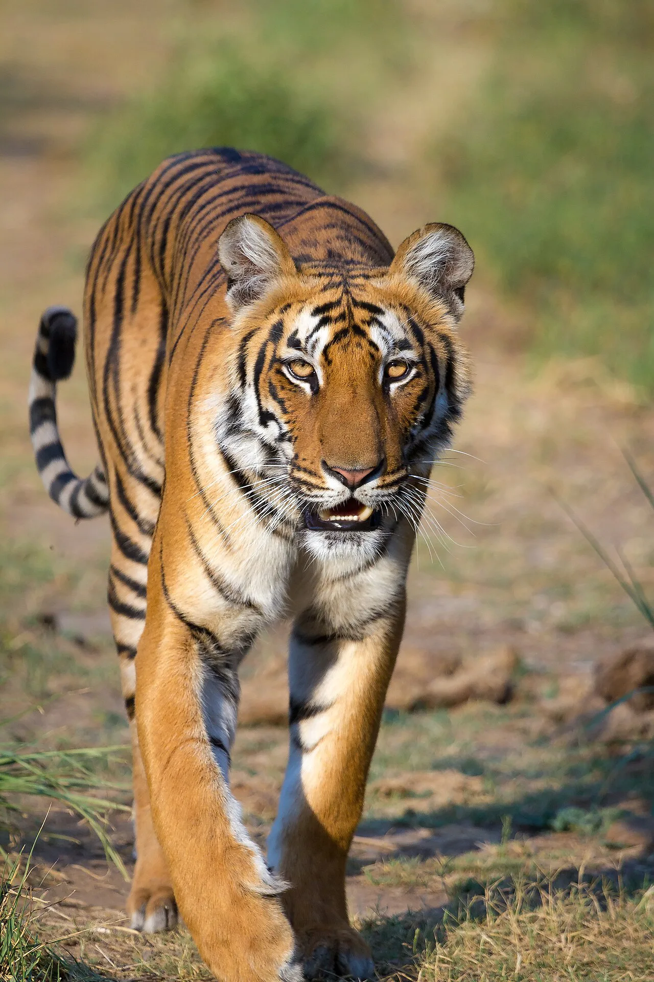 SOS Party Offsite sightseeing Wildlife & Safari Jim Corbett National Park